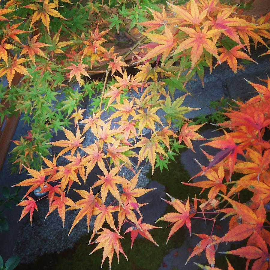 Yunokian Villa Kyoto Exterior foto